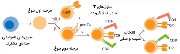 مراحل تکامل لنفوسیت T