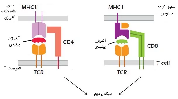 اتصال آنتی ژن به گیرنده لنفوسیت t