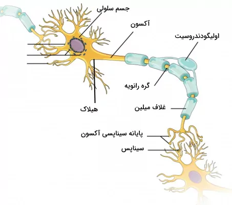 نورون های بافت عصبی