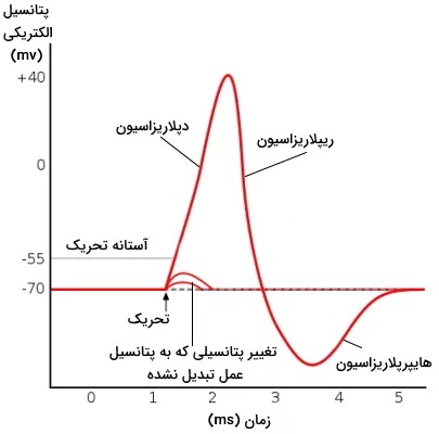 نمودار تغییر پتانسیل الکتریکی در واحد زمان-پتانسیل عمل سلول عصبی