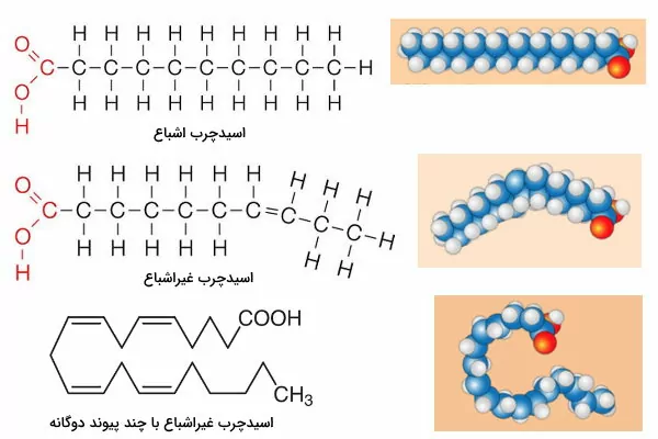 ساختار اسید های چرب