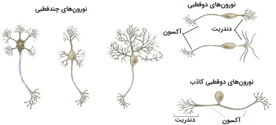 شکل انواع نورون های عصبی