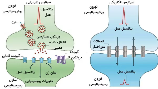 انتقال پیام عصبی در سیناپس شیمیایی و الکتریکی