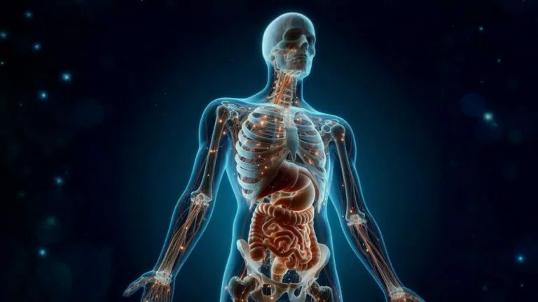 آناتومی بدن انسان – از صفر تا صد + عکس آناتومی فارسی