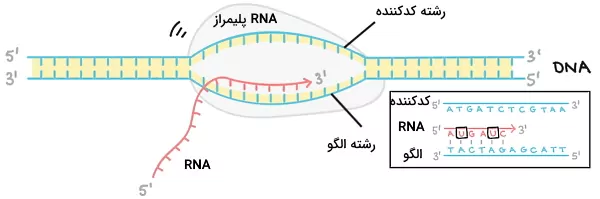رونویسی DNA - ژنتیک چیست