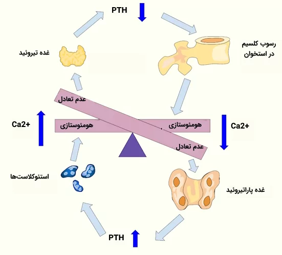 تاثیر هورمون پاراتیروئید بر تعادل کلسیم