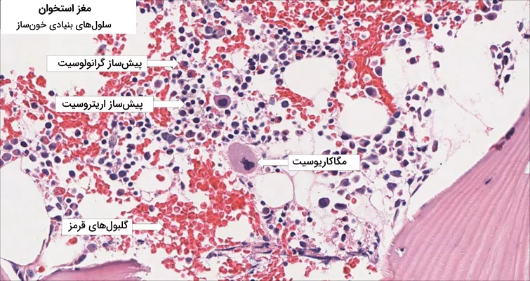 تصویر میکروسکوپی از بافت مغز استخوان که پیش‌ساز بعضی از سلول های خونی قابل مشاهده هستند.